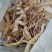雷公藤，茎，枝干（未切片）
