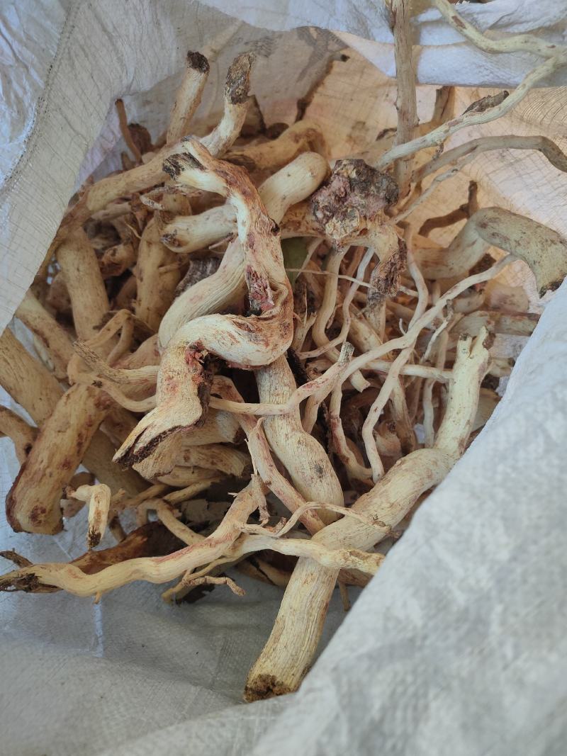 雷公藤，茎，枝干（未切片）