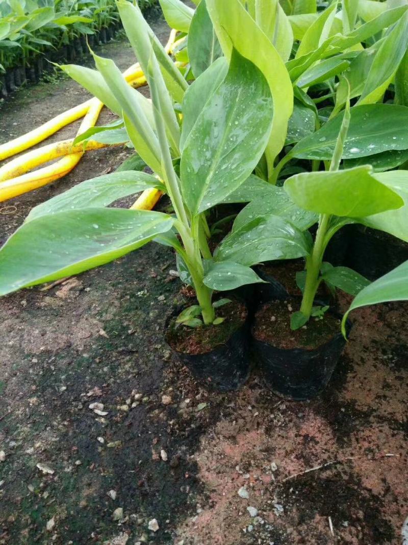 香蕉苗泰国白锦香蕉苗红香蕉苗粉蕉苗中蕉9号苗皇帝蕉苗