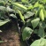 香蕉苗泰国白锦香蕉苗红香蕉苗粉蕉苗中蕉9号苗皇帝蕉苗