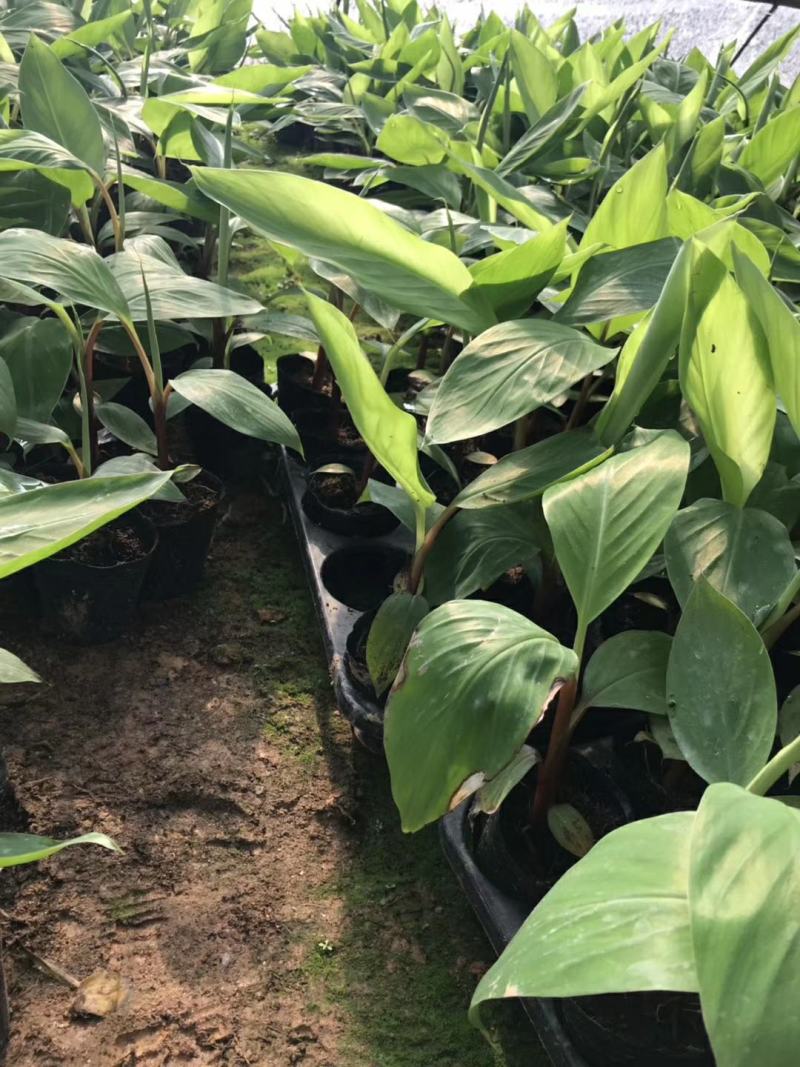 香蕉苗泰国白锦香蕉苗红香蕉苗粉蕉苗中蕉9号苗皇帝蕉苗