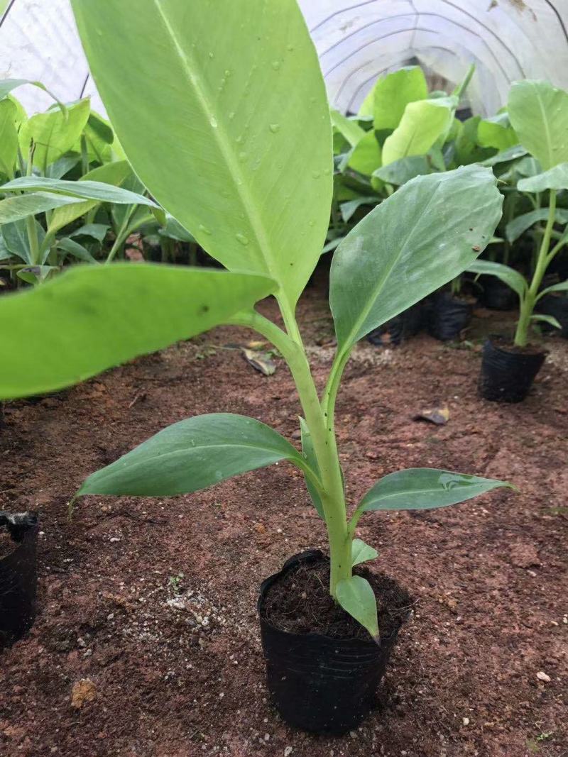 香蕉苗泰国白锦香蕉苗红香蕉苗粉蕉苗中蕉9号苗皇帝蕉苗
