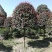 红叶石楠高杆6至1O大量，从业十多年价格公开透明