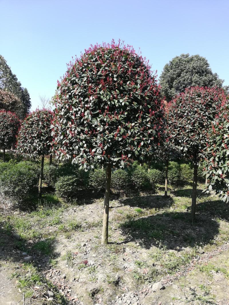 红叶石楠高杆6至1O大量，从业十多年价格公开透明