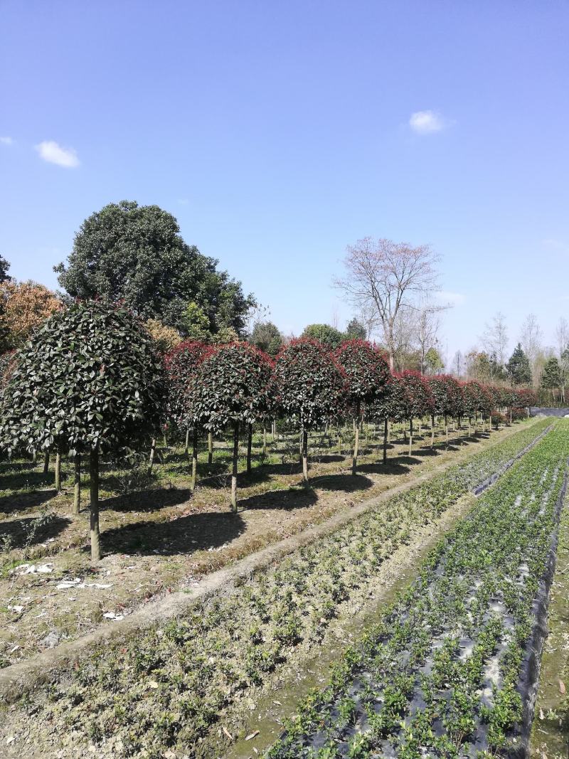 红叶石楠高杆6至1O大量，从业十多年价格公开透明