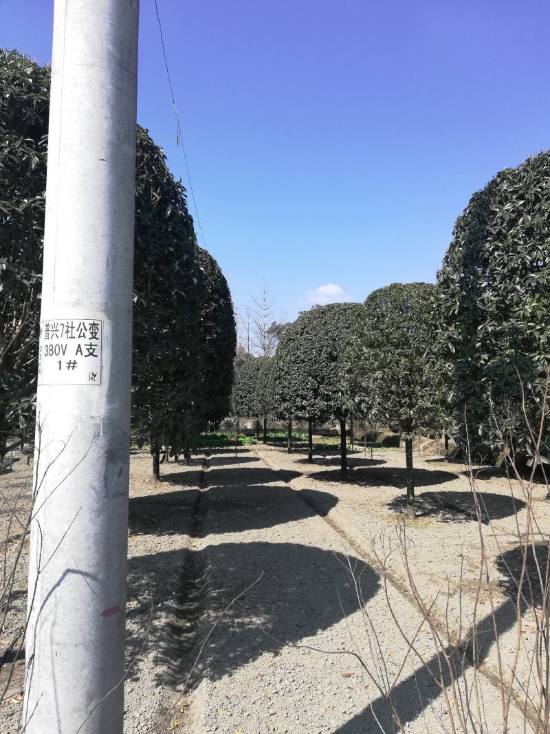 桂花，2公分到20从业十多年资源强大价格公开透明