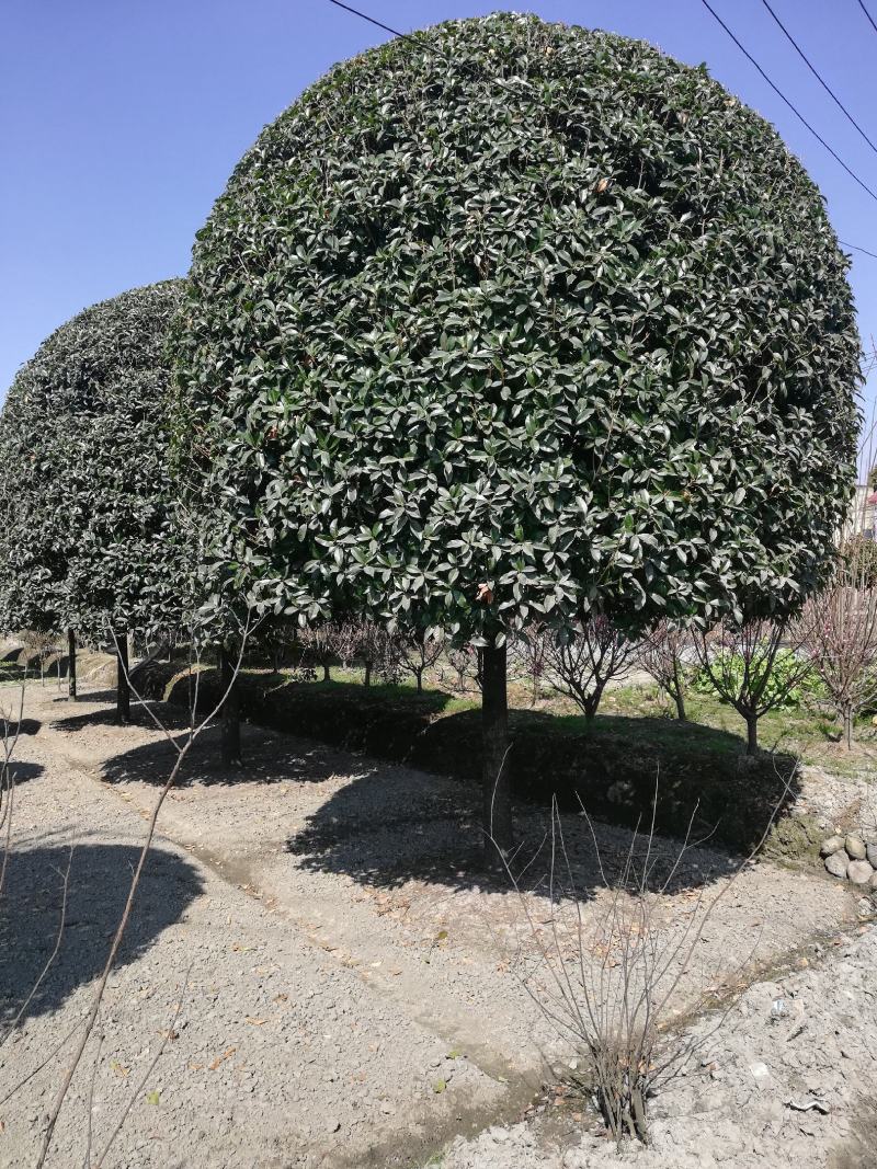 桂花，2公分到20从业十多年资源强大价格公开透明