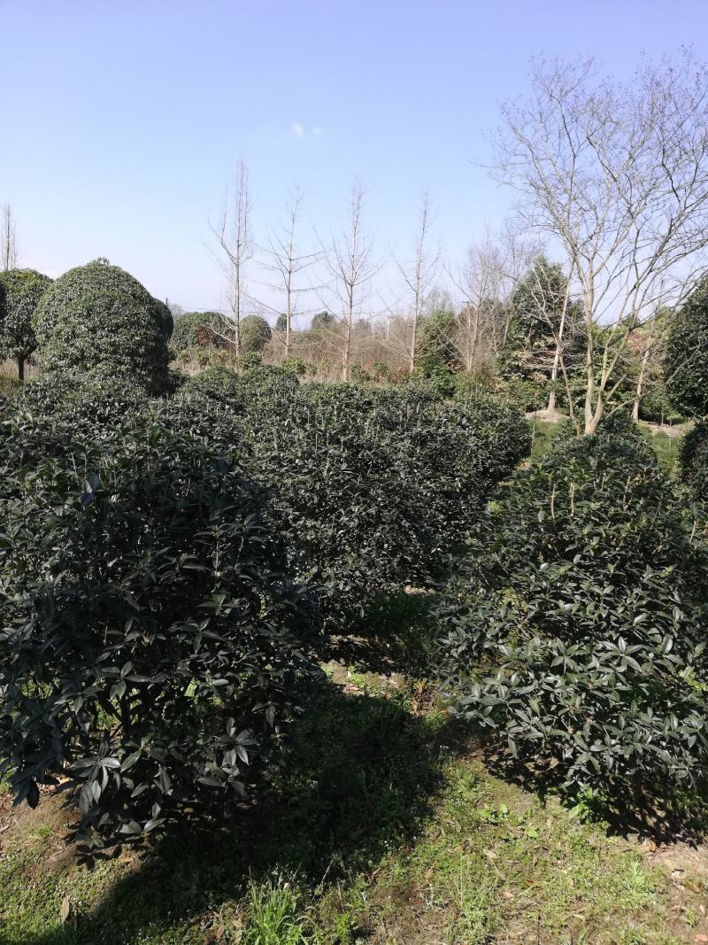 桂花，2公分到20从业十多年资源强大价格公开透明