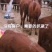 纯正牛犊出肉率高品种适合全国饲养量多优惠诚信经营