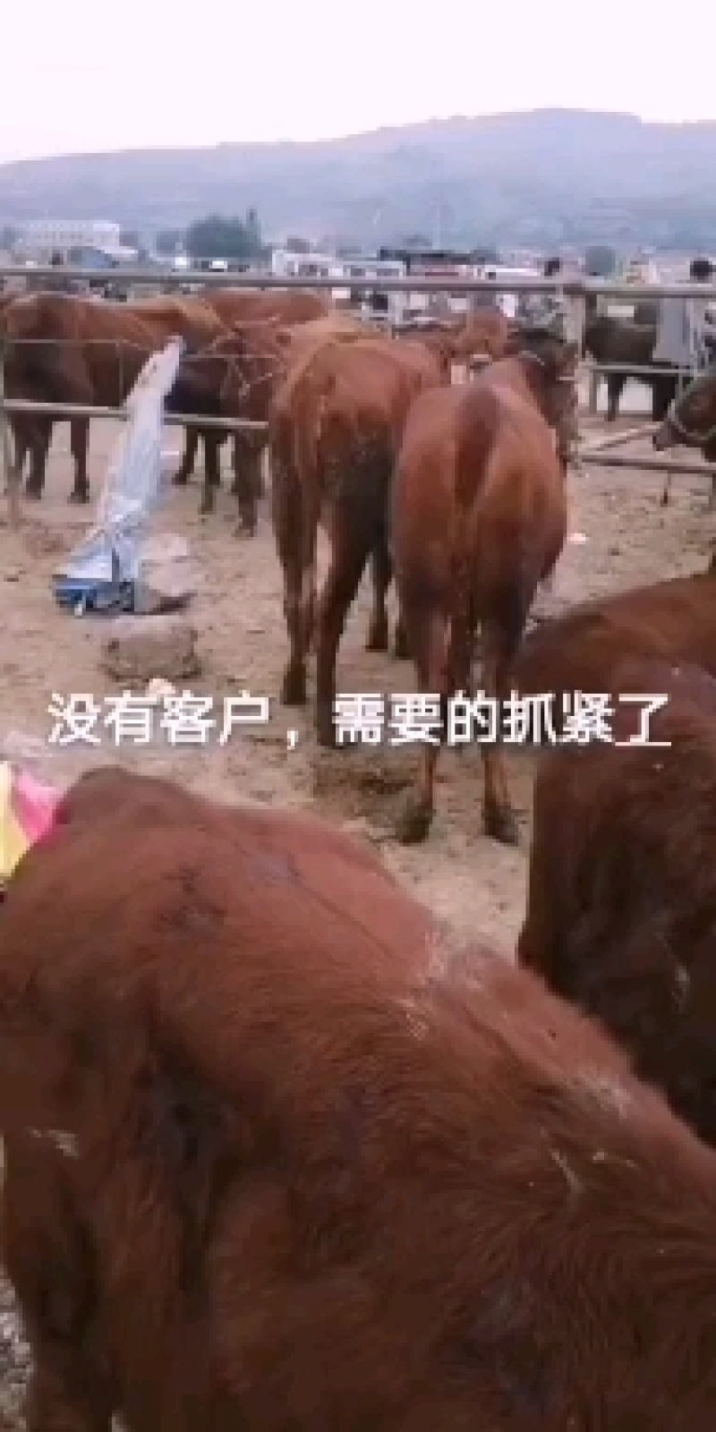 纯正牛犊出肉率高品种适合全国饲养量多优惠诚信经营