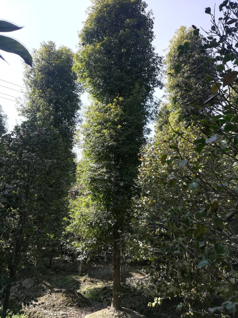 楠木，6至20公分大量，从业十多年资源强大价格公开透明