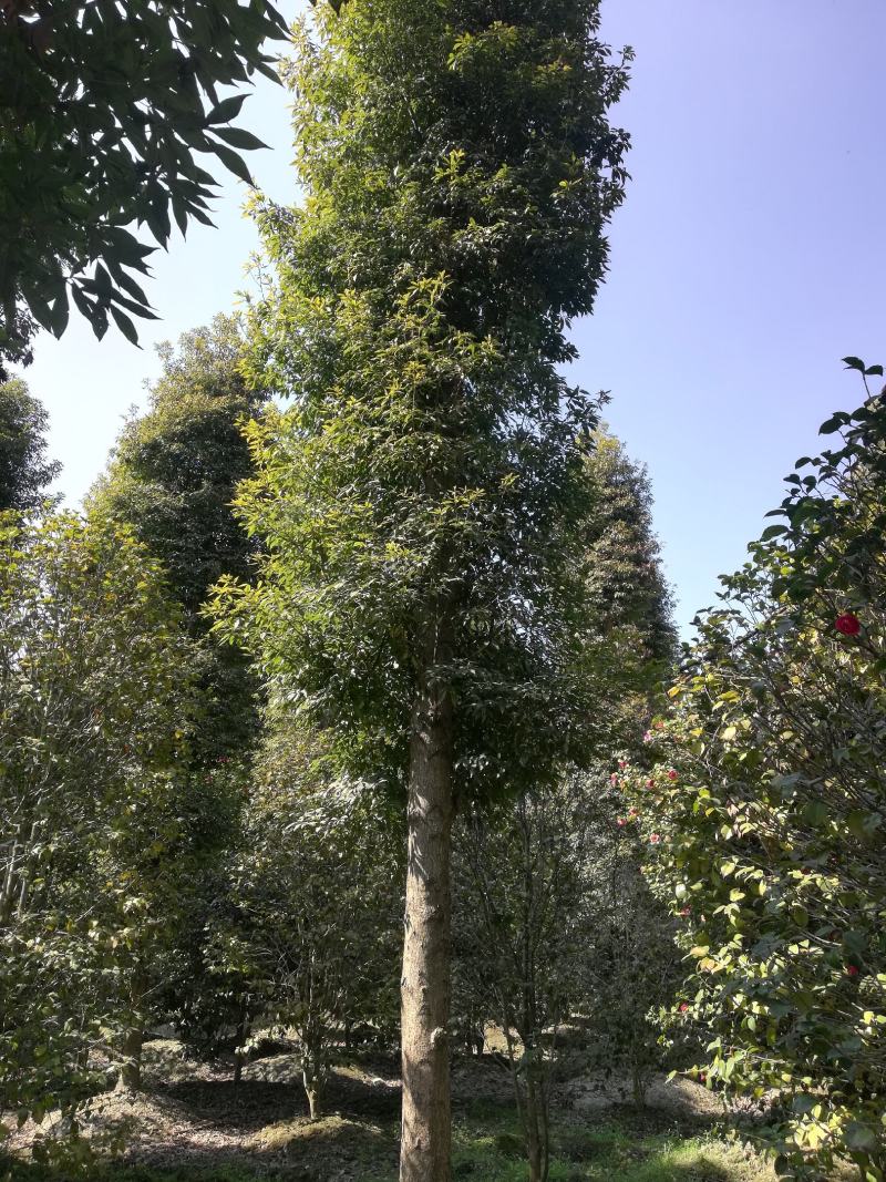 楠木，6至20公分大量，从业十多年资源强大价格公开透明