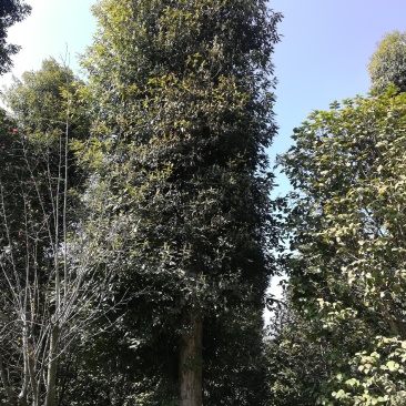 楠木，6至20公分大量，从业十多年资源强大价格公开透明