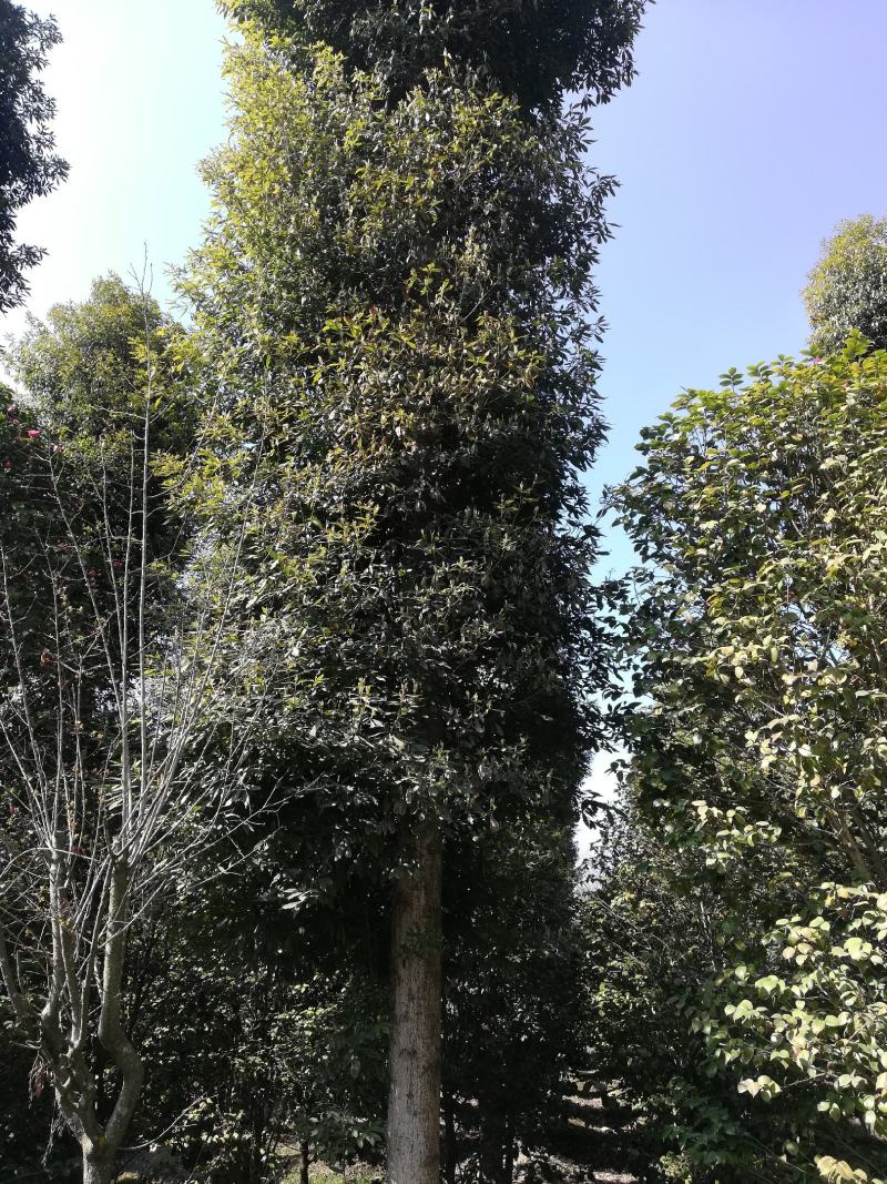 楠木，6至20公分大量，从业十多年资源强大价格公开透明