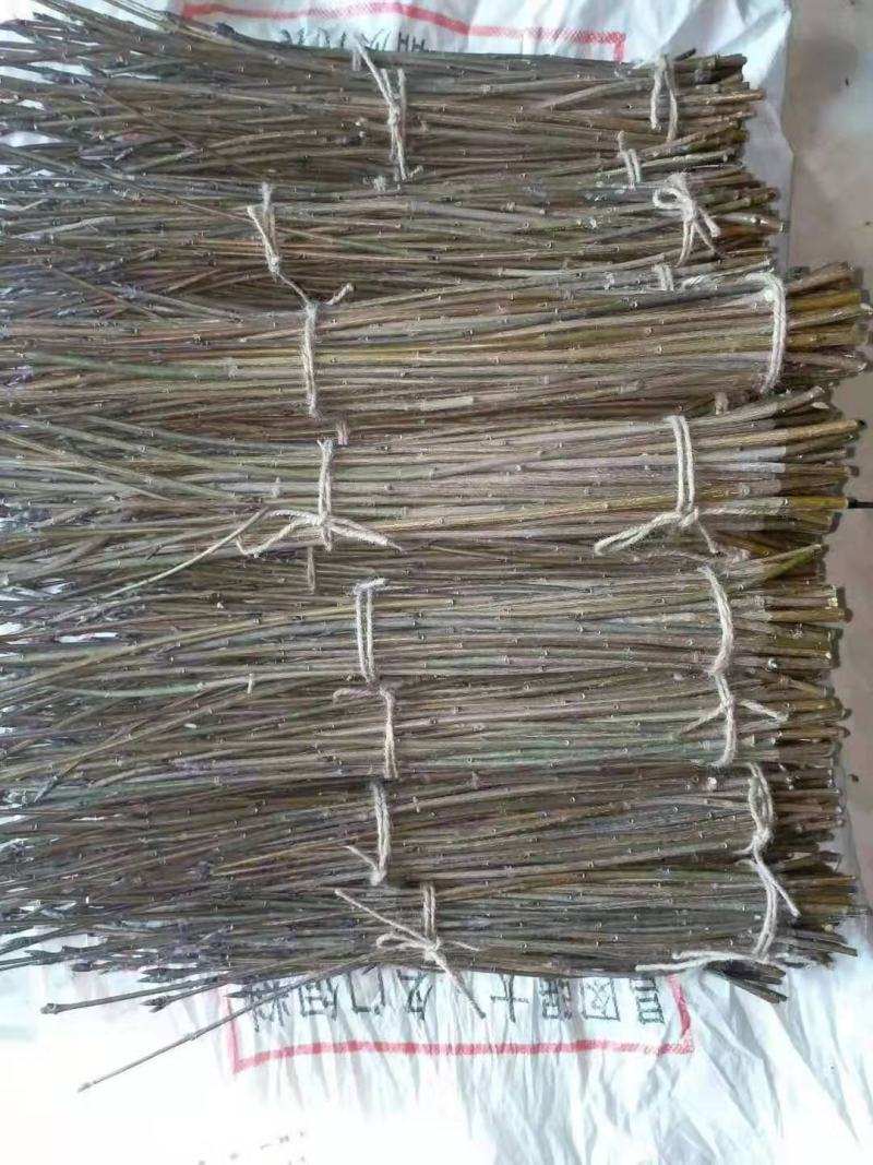金丝吊蝴蝶接穗嫁接繁育小苗东北耐寒金丝吊卫矛种条批发