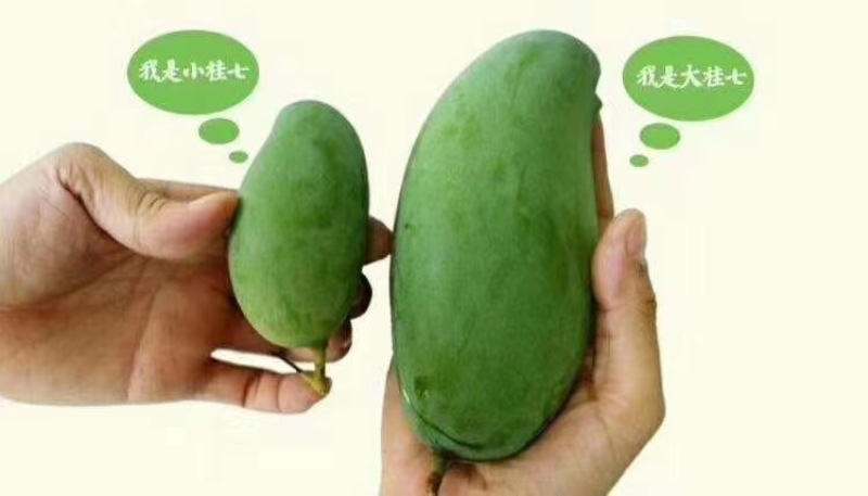 高山天然农副产品（广西乐业）