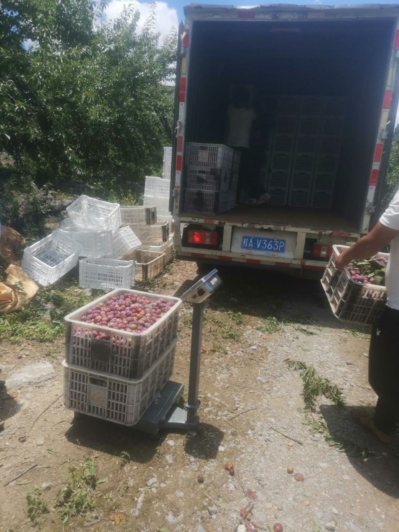高山天然农副产品（广西乐业）