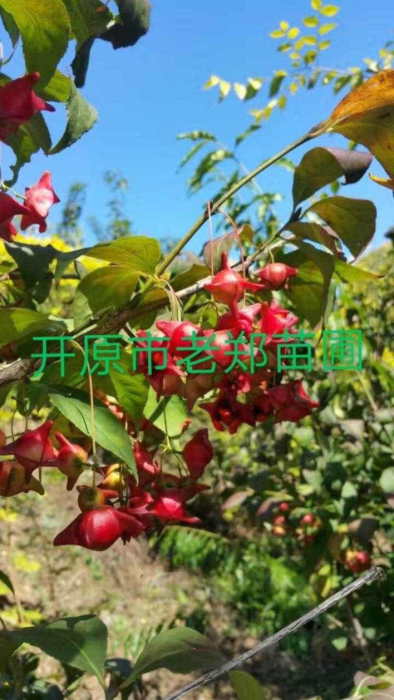 金丝吊蝴蝶接穗嫁接繁育小苗东北耐寒金丝吊卫矛种条批发