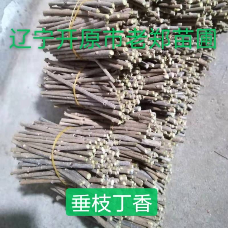 金丝吊蝴蝶接穗嫁接繁育小苗东北耐寒金丝吊卫矛种条批发