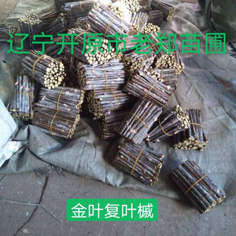 金丝吊蝴蝶接穗嫁接繁育小苗东北耐寒金丝吊卫矛种条批发