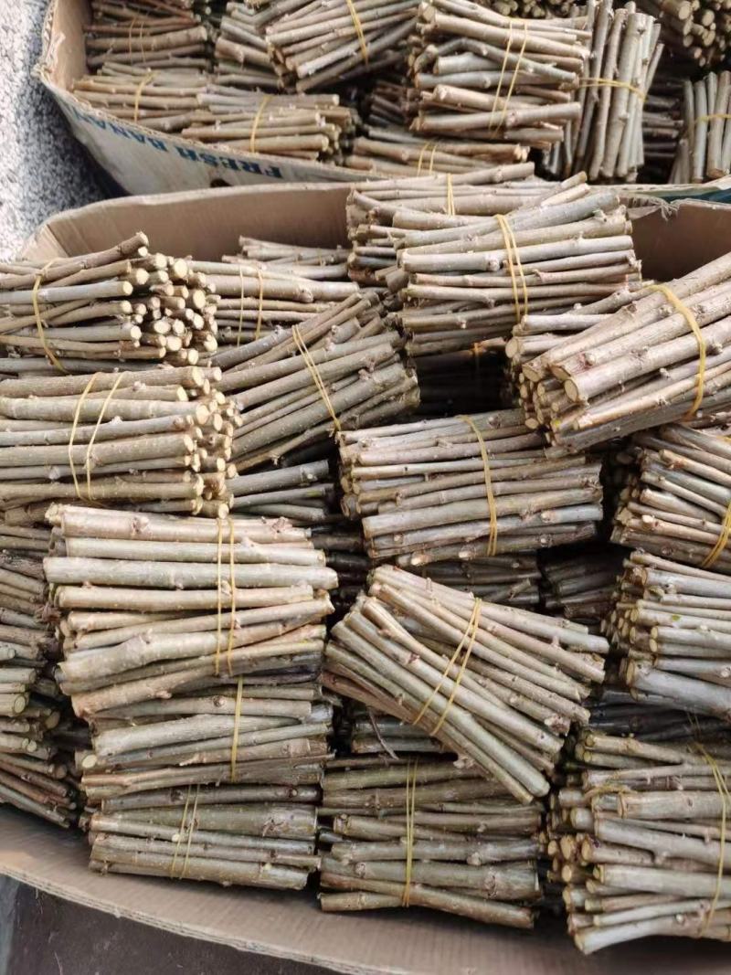 金丝吊蝴蝶接穗嫁接繁育小苗东北耐寒金丝吊卫矛种条批发