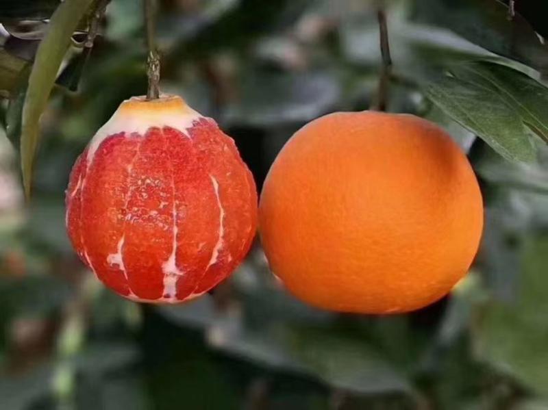 血橙，中华红橙，红心橙挂树鲜果，自家果园无中间商。