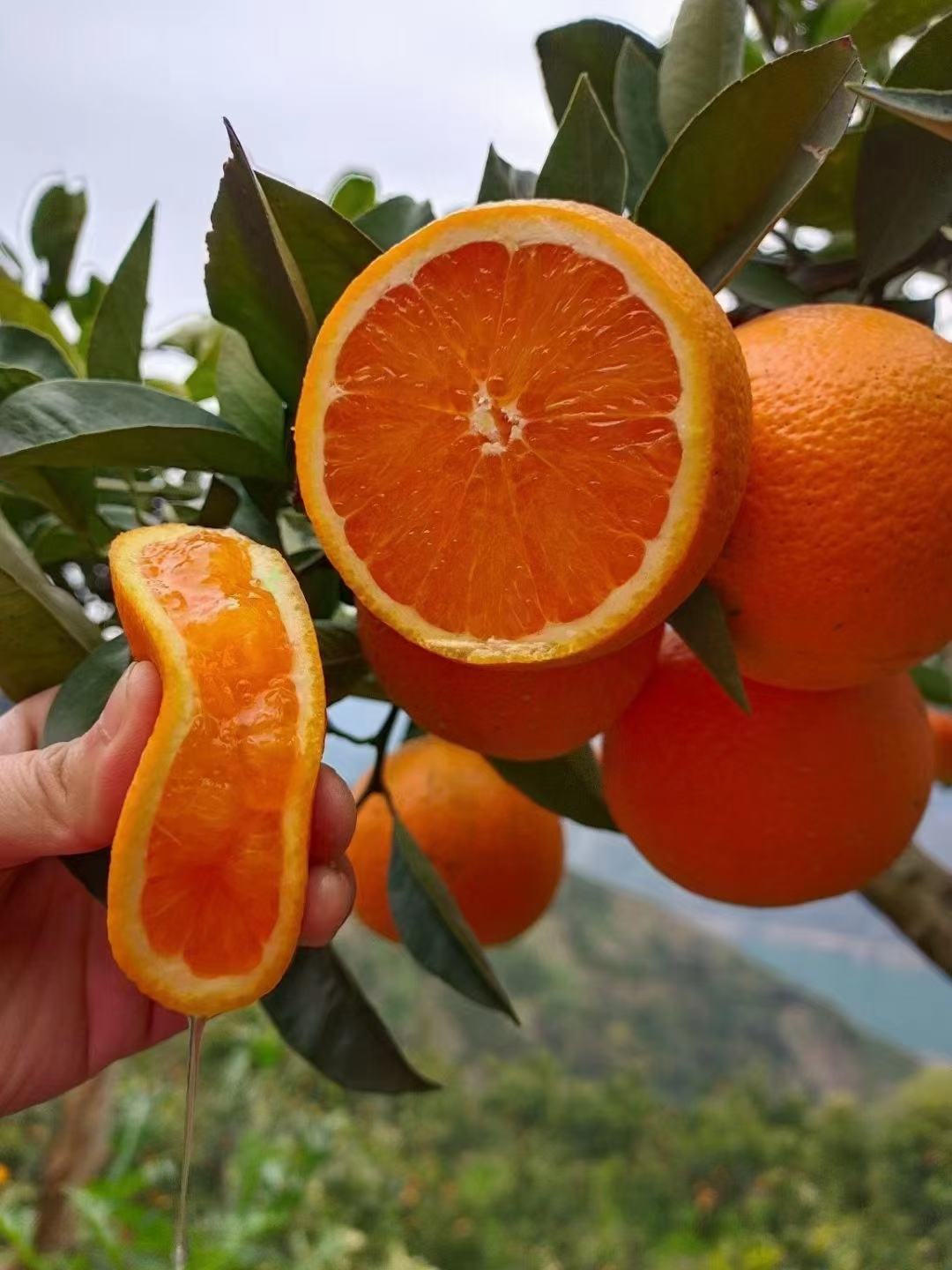 [血橙批发]血橙价格2.00元/斤 - 一亩田