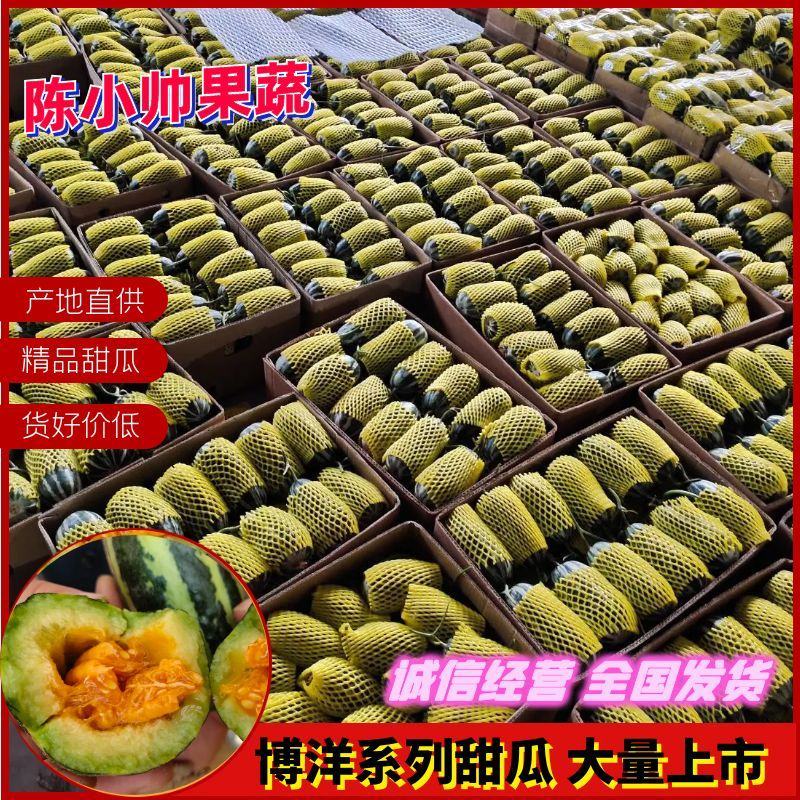 【博洋甜瓜】河北博洋九博洋91大量现货供应品种多样
