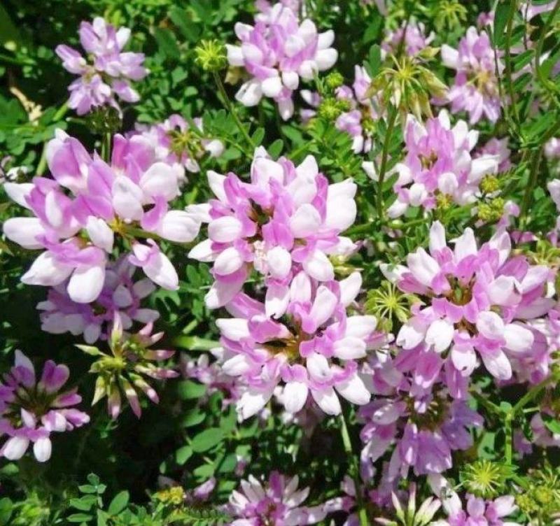 绣球小冠花种子山坡荒地马路边绿化带观赏蜜源护坡固土灌木播