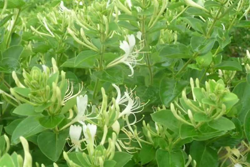 【产地直供】金银花苗河南封丘正宗树型大毛花金银花盆景金银