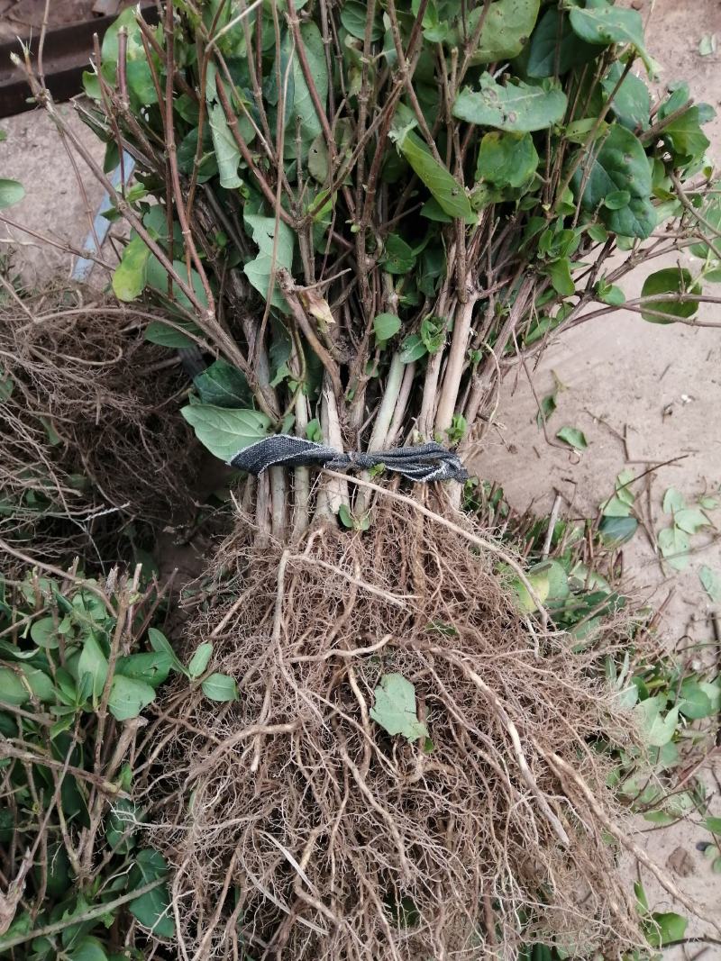 【产地直供】金银花苗河南封丘正宗树型大毛花金银花盆景金银