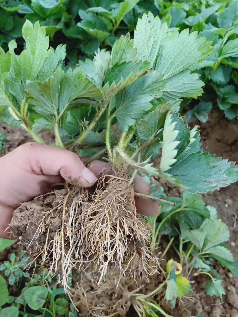 红颜草莓苗/红颜草莓苗价格/红颜草莓苗品种介绍