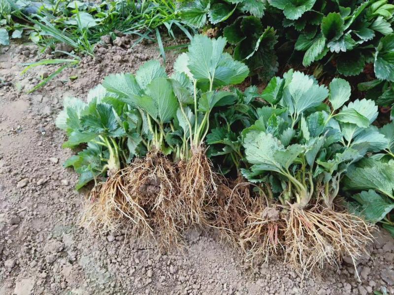 红颜草莓苗/红颜草莓苗价格/红颜草莓苗品种介绍