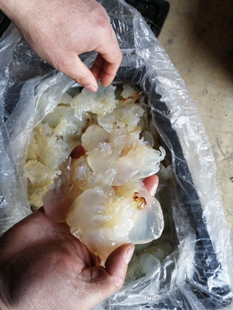 海蜇丝，白花丝价格便宜，一手货源大量有货，要做只做优质货