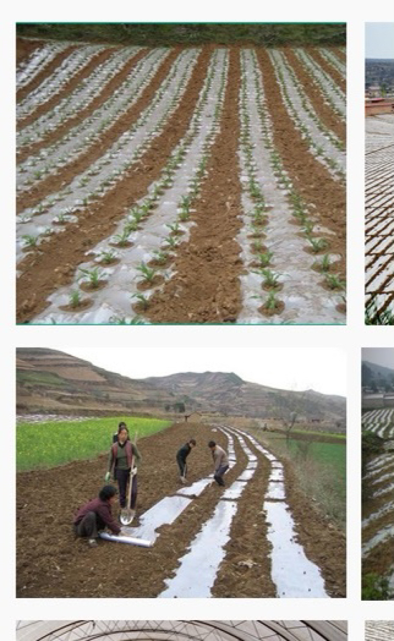 农用黑地膜双色膜除草膜白地膜保温保湿种菜种植膜