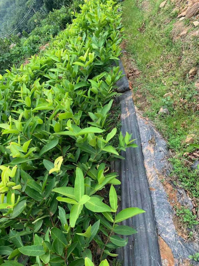 黑金刚莲雾苗产地直销可大量供应一手货源