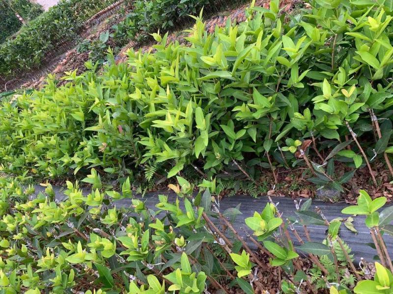 黑金刚莲雾苗产地直销可大量供应一手货源