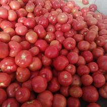 西红柿大量上市，果面光滑，颜色好，口感好，价格便宜