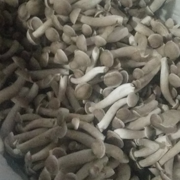 味之鲜，鲜之源，特级鹿茸菇