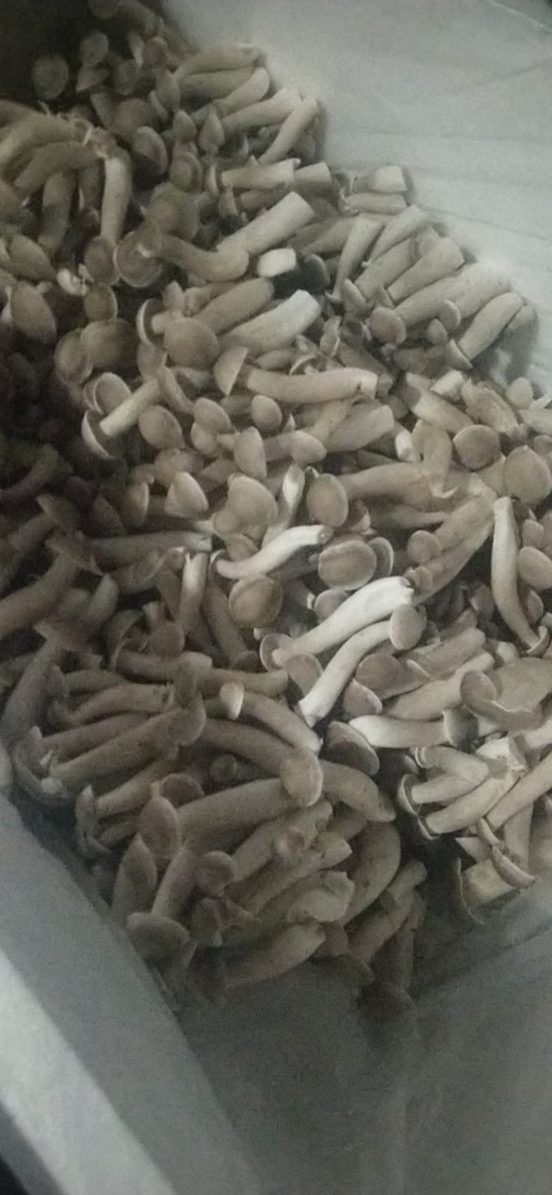 味之鲜，鲜之源，特级鹿茸菇