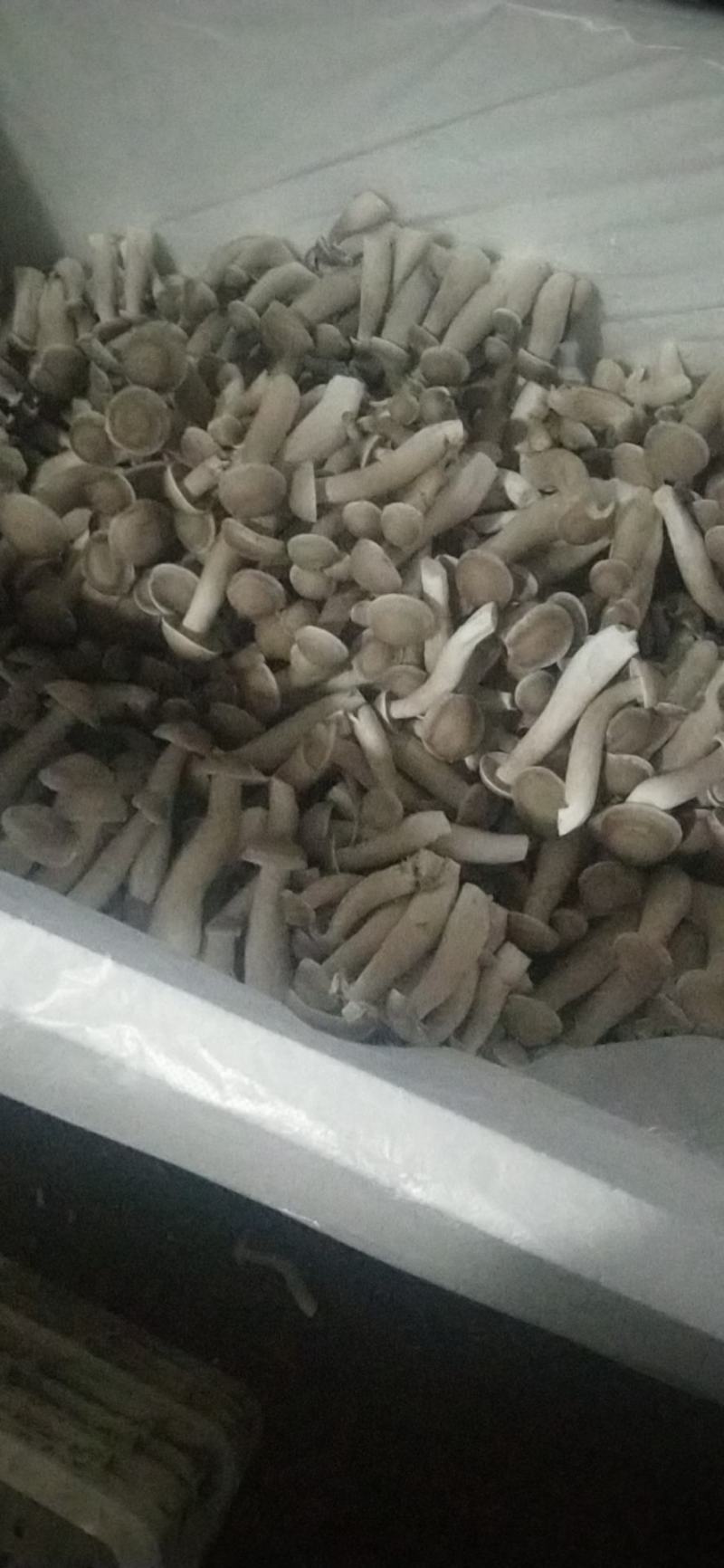 味之鲜，鲜之源，特级鹿茸菇