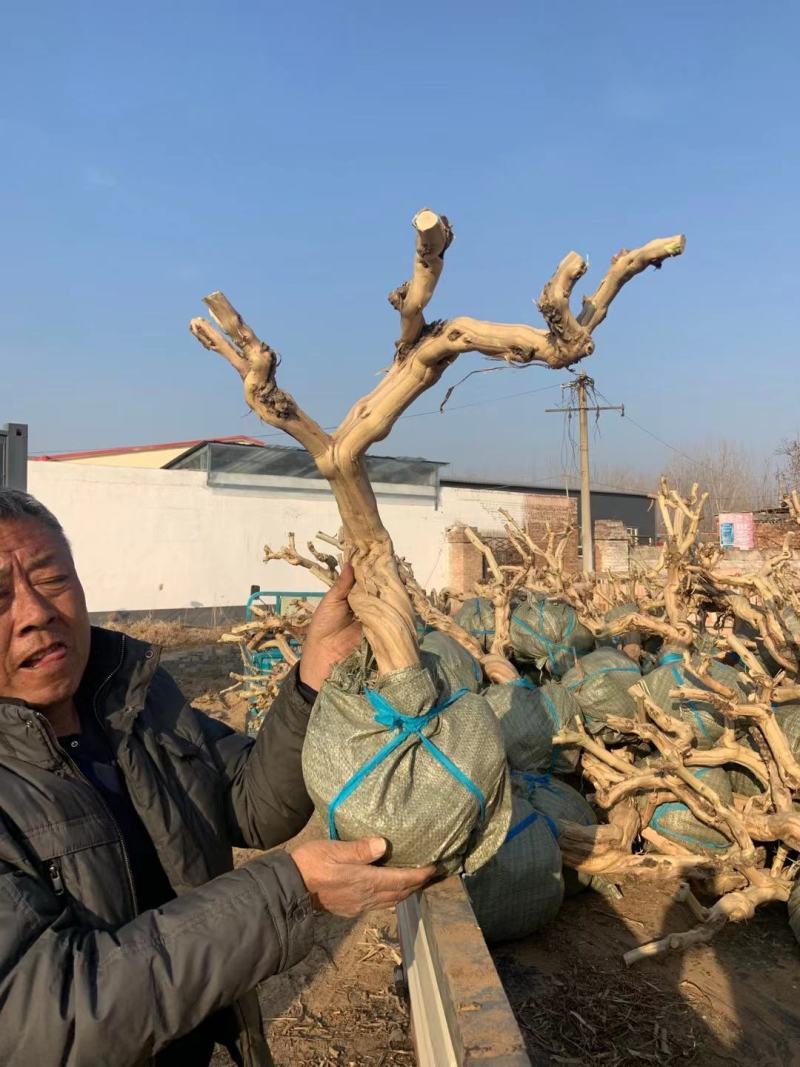 金银花老桩盆景基地直销