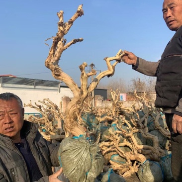 金银花老桩盆景基地直销