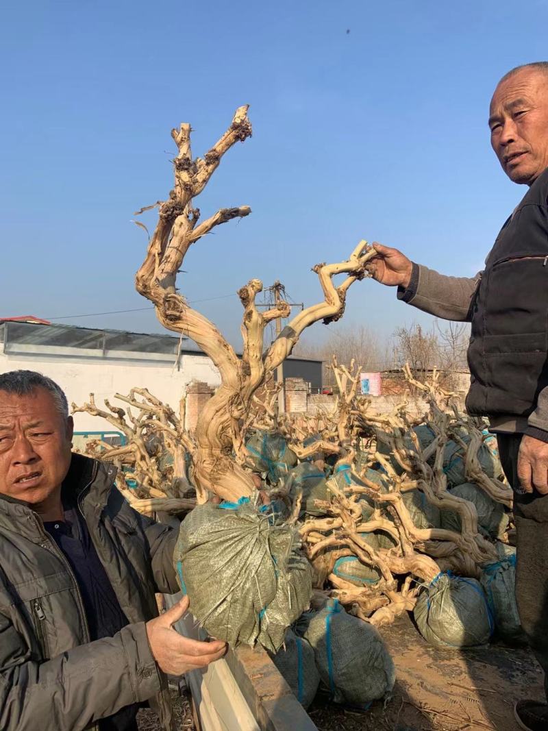 金银花老桩盆景基地直销