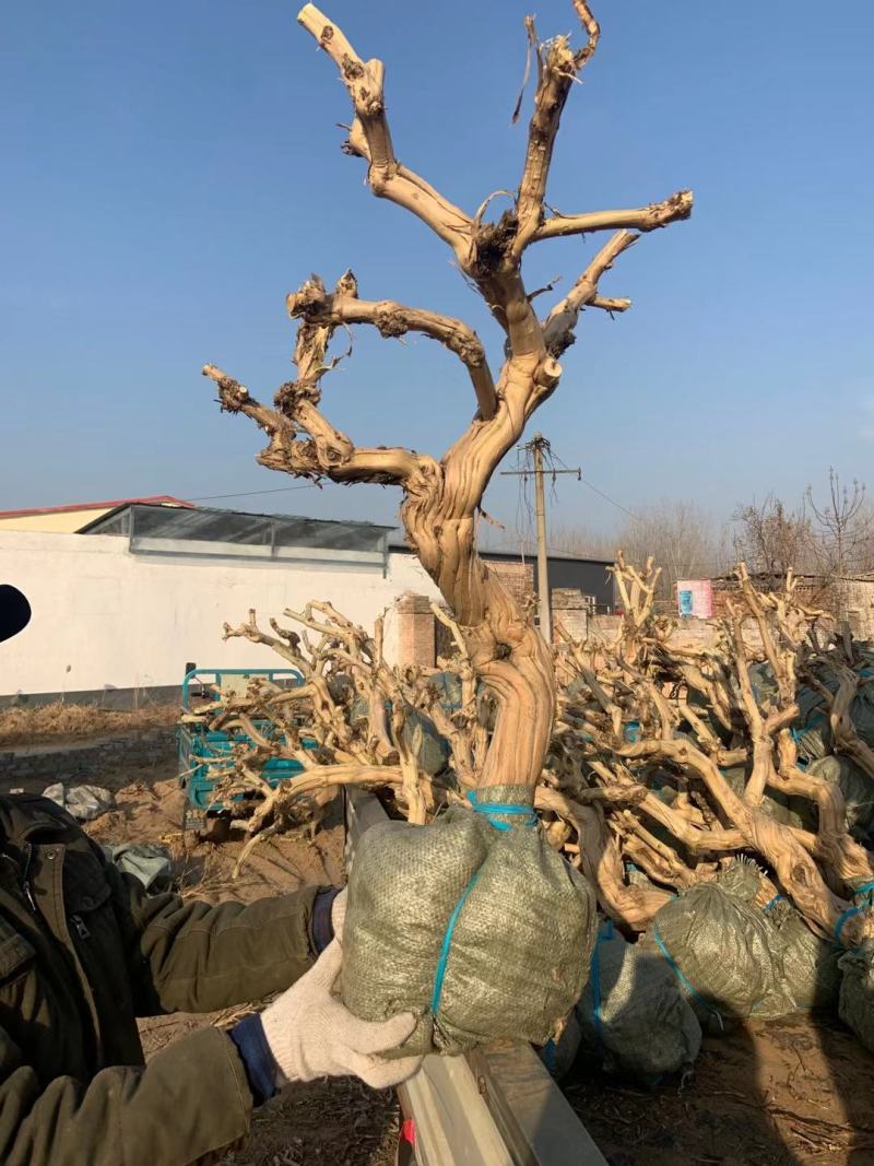 金银花老桩盆景基地直销