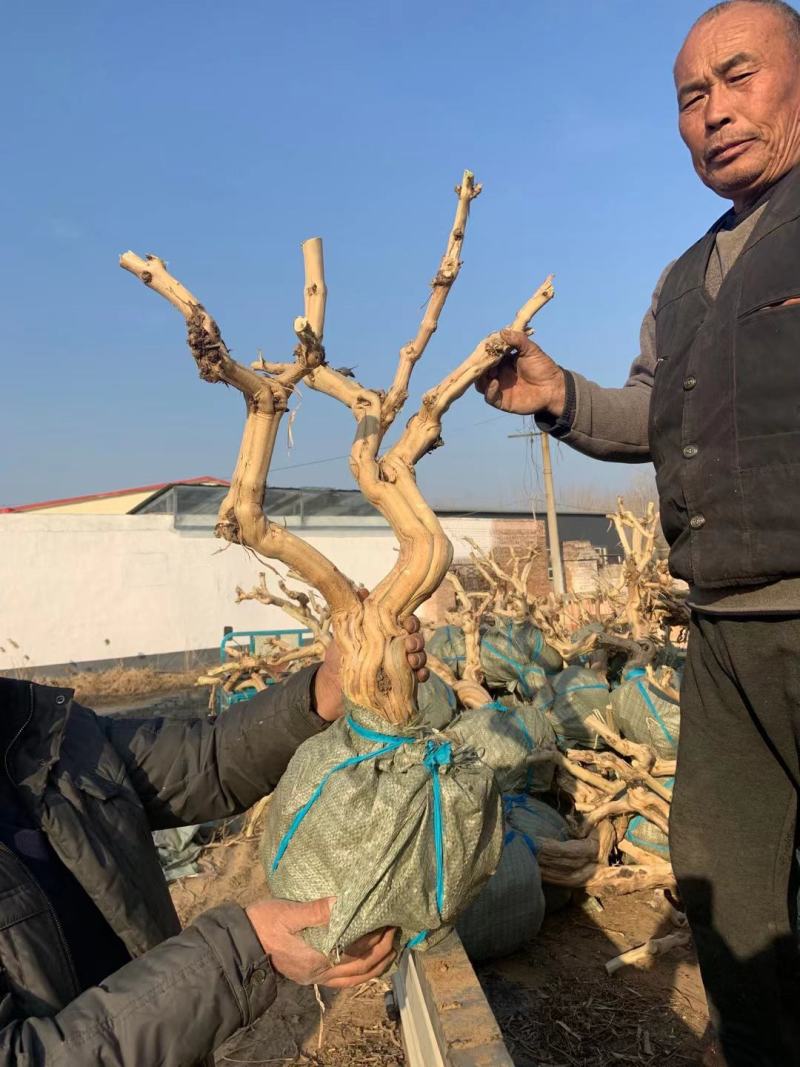 金银花老桩盆景基地直销