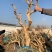 金银花老桩盆景基地直销