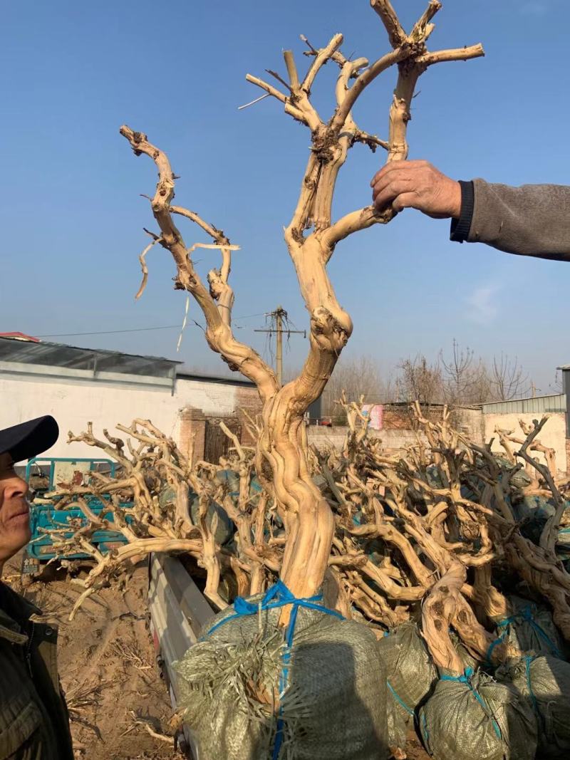 金银花老桩盆景基地直销
