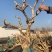 金银花老桩盆景基地直销