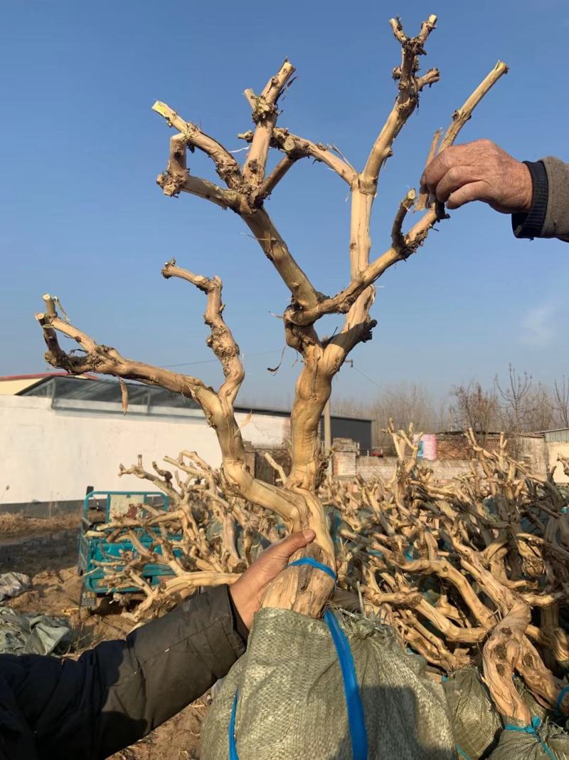 金银花老桩盆景基地直销